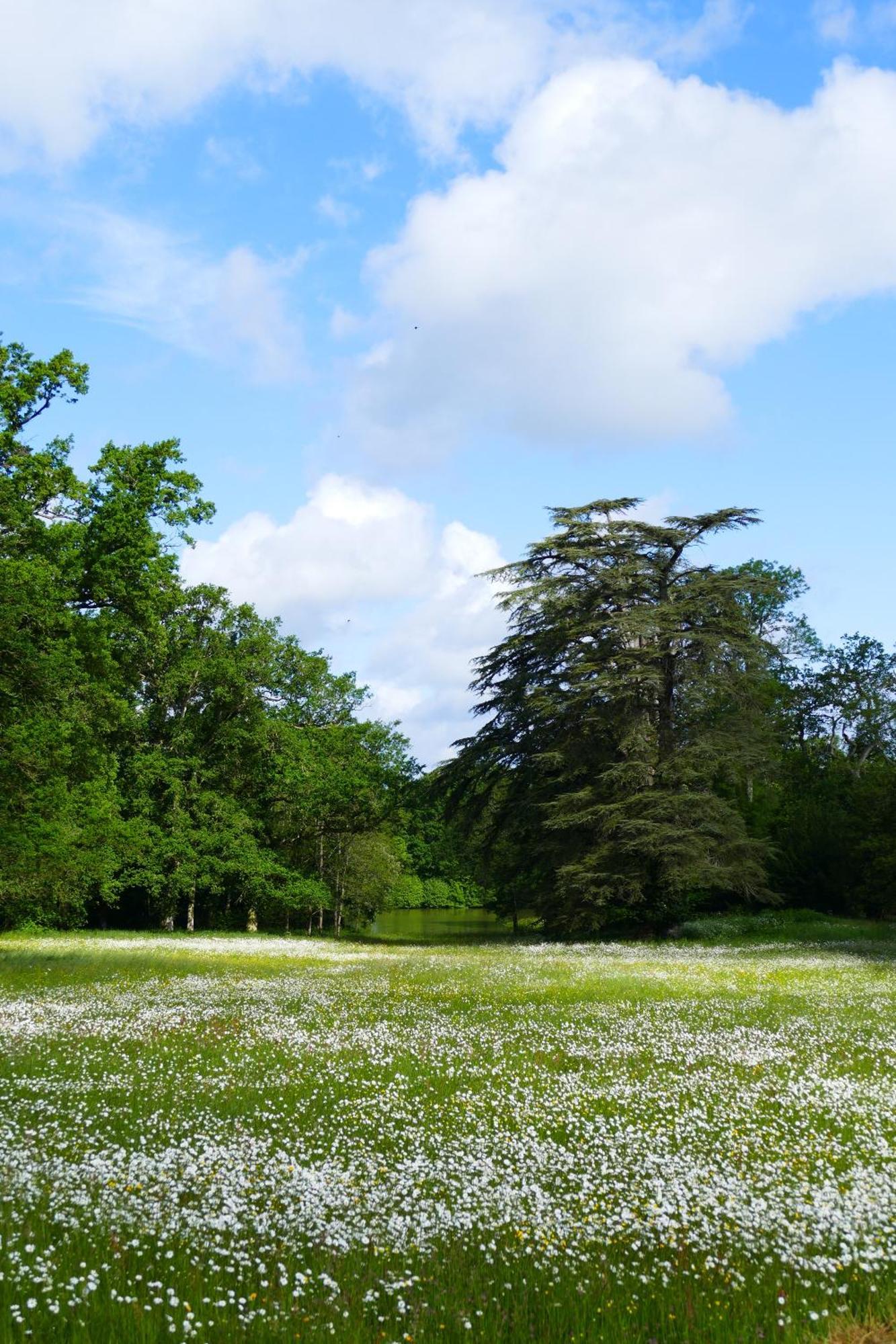 Château de la Jumellière Villa Exterior foto